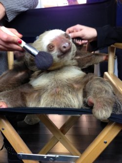 Collegehumor:  Sloth Is Feelin’ Fabulous And Ready For Debut Slow And Steady Wins
