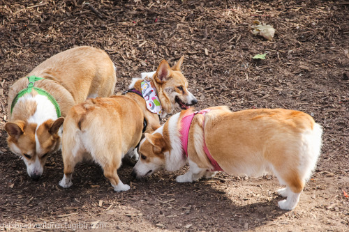 gatsbyadventures:  We often talk about how perfect it is that Scout is named after Jean Louise “Scout” Finch. Much like Scout the literary character, Scout the corgi prefers to hang with the boys and can out-mud/out-dirty them any day.