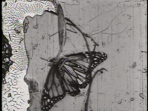 crumbargento:  Decasia : The State of Decay - Bill Morrison - 2002 (67min)