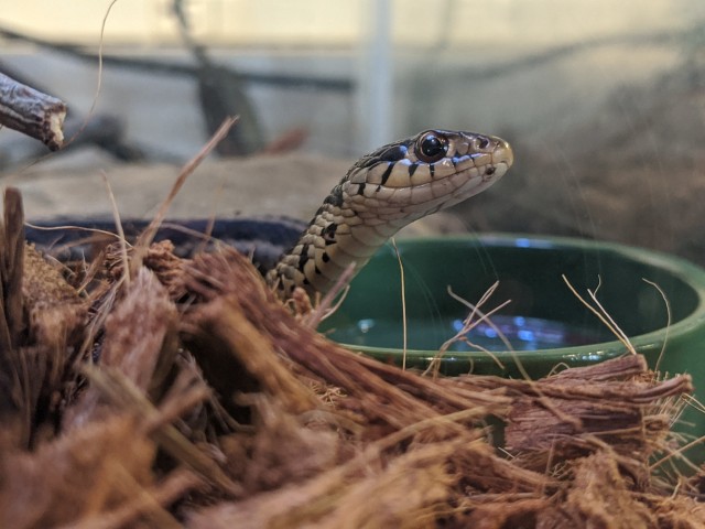 a garter snake popping its head up out of mulch