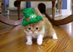 Tiny furry four-legged leprechaun