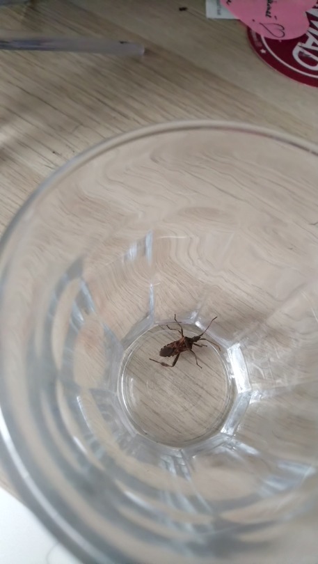 pipkinpumpkin: lun-avi:   pipkinpumpkin:  lun-avi:   pipkinpumpkin:   pipkinpumpkin:  pipkinpumpkin:  lun-avi:  pipkinpumpkin:   pipkinpumpkin:   pipkinpumpkin:   lun-avi:   pipkinpumpkin:  pipkinpumpkin:   dead bug on my balcony this morning sad :( 