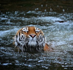 beautiful-wildlife:  Cooling down by Niko Gundermann