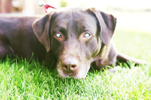 Bubba is available for adoption at the Henrico Humane Society!