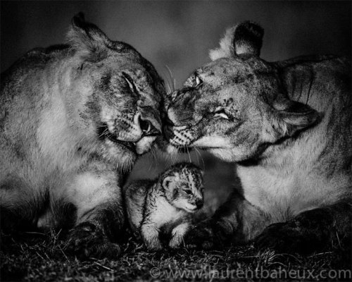 Laurent Baheux