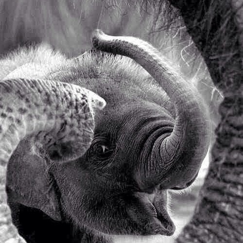 In honor of my obsession with elephants, today is #worldelephantday  Remember the only one that need
