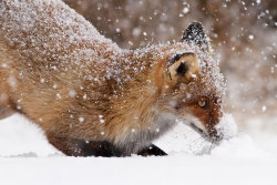 Furry snow plow