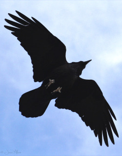 birdsonly:  Common Raven ~ Kolkrabe ~ Corvus coraxHovering right above me and suddenly my CF card was full, so this is all I got. :-)Death Valley, USA2015 © Jesse Alveo ~ All rights reserved   