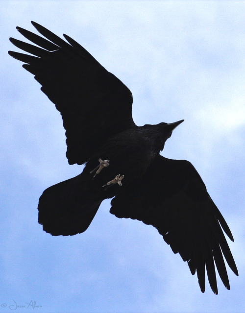 birdsonly: Common Raven ~ Kolkrabe ~ Corvus coraxHovering right above me and suddenly my CF card was