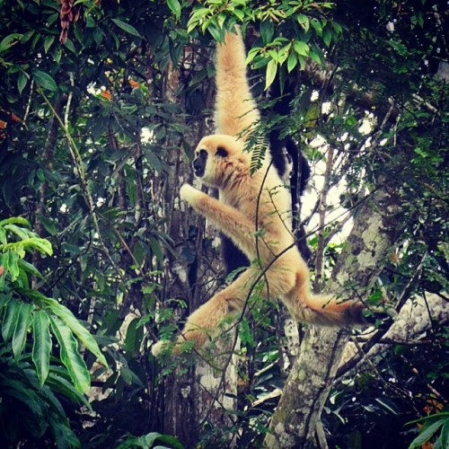 wheredoyoutravel:  Watching wild Gibbons is one of the best things by matvoyce // via Instagram http