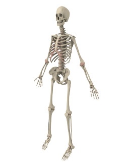 #skeleton-png on Tumblr