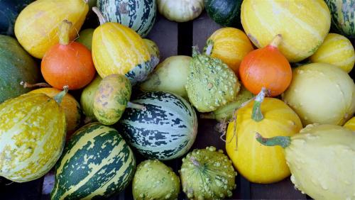 Gourd Selection.