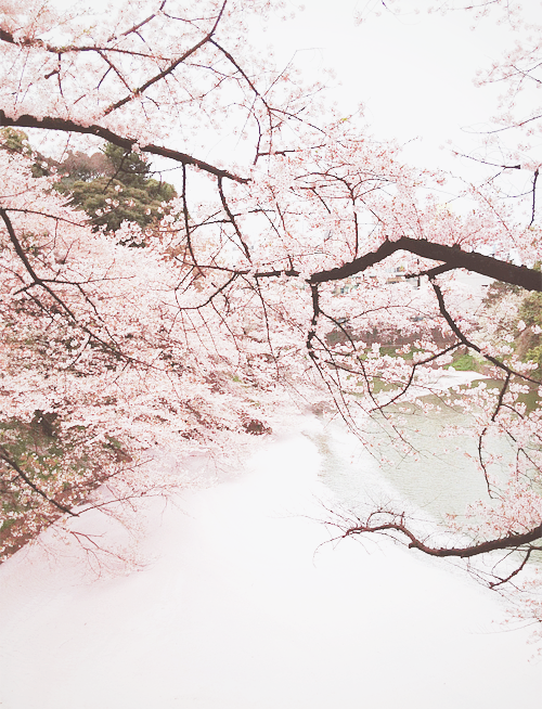 chickabiddy:Sea of Blossom (by Joseph Tame)