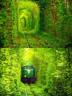 stunningpicture:  The Love Tunnel, Ukraine