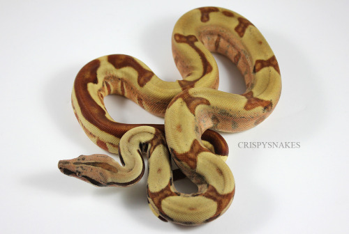 crispysnakes:14F - Hypo Jungle ph Kahl (boa imperator) It was overcast enough this morning that it