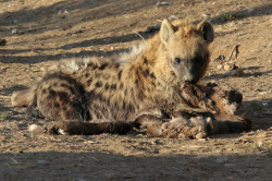 thegrassygnoll:  Hyena Cub With Food - Zoofanatic
