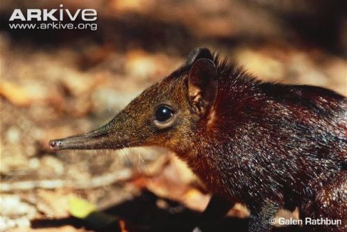 fantasticbeastsandhowtokeepthem: end0skeletal: Black and rufous elephant shrew (Rhynchocyon pet