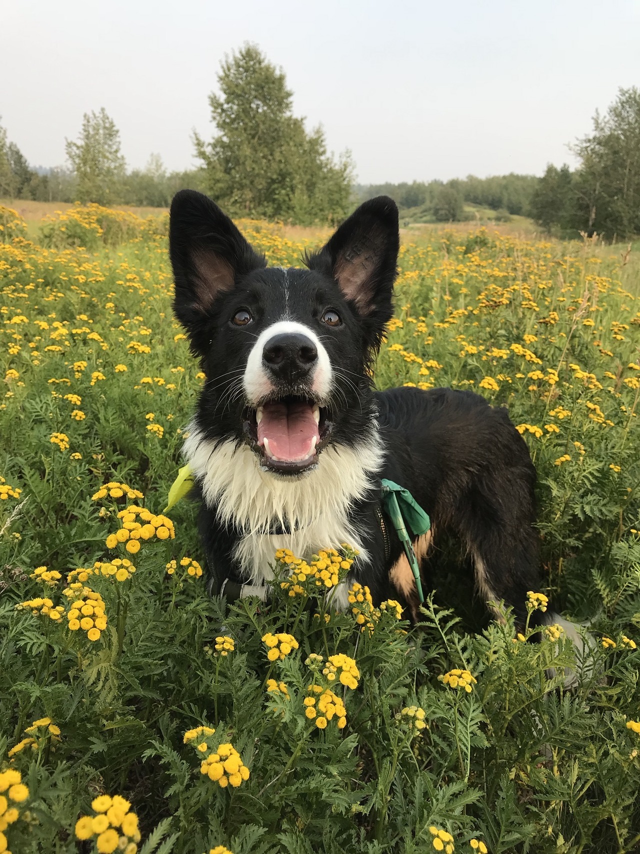 endless-puppies:  Happy pup