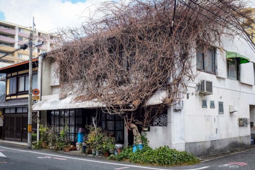 The potted tree that enveloped a house.[Kyoto]