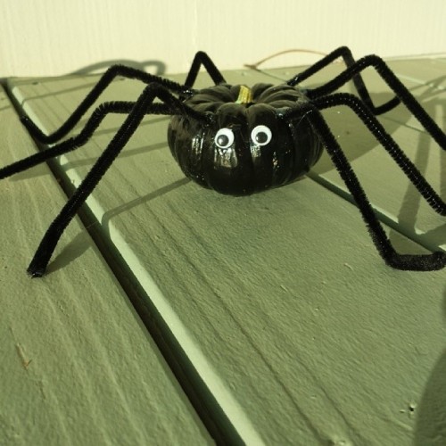 Have a creepy-crawly Halloween with this adorable DIY mini-pumpkin spider! 