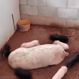 Farm Animals Stimboard 🐮