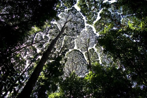 Crown Shyness.Crown shyness is a phenomenon observed in some tree species, in which the crowns of fu