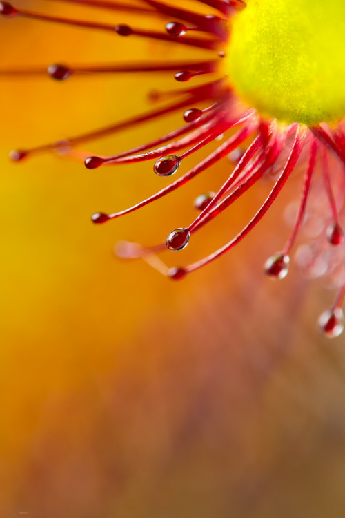 Sticky mucilage of a sundew plant, Drosera capensis [OC] [3648 x 5472]