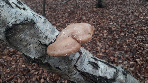 Epping Forest, London, UK, May 2022Birch polypore (Fomitopsis betulina)Beautiful little specimen of 