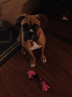 Wraglerwoman89:  Puppy Is Officially Part Of The Family With His New Pink And Black