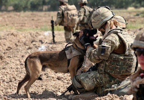 wonderous-world:  Canines With a Cause (CWAC) is a not-for-profit organization devoted