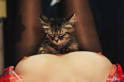 Porn Hellow Kitty by Stelian Popa photos