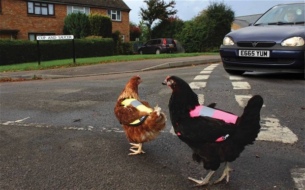 “ Owners are dressing their domestic flocks in new fluorescent bibs, which have been specially designed to keep the creatures seen in the autumn evenings.
The bibs are meant for the growing numbers of people who keep chickens as pets, especially in...