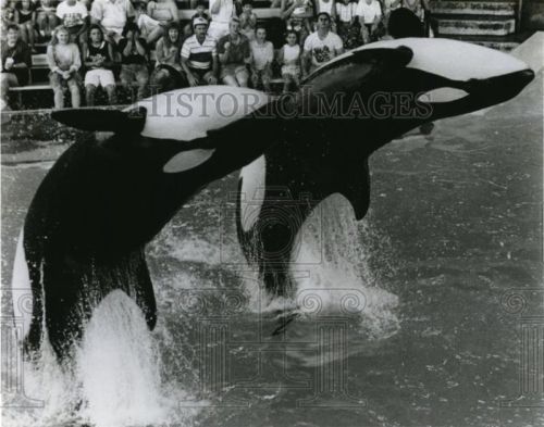 Gender: FemalePod: N/APlace of Capture: Born at SeaWorld of TexasDate of Capture: Born on November 2