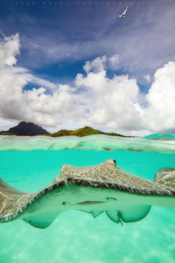 ethereo:  Sting Ray - Bora Bora via 500px