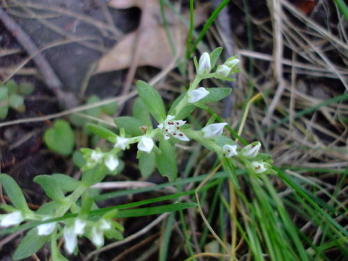 uswildflowers:Sedum ternatum