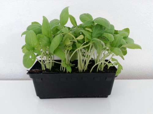 plntgirl:  lushwithgreen:  Bought some basil today for a science experiment / please dont remove or change the source or delete this text without my permission!  plant blog!!!