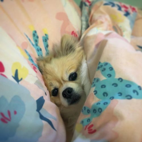 He gets to be cosy in bed while I gotta work at my desk. . . #pomeranian #chihuahua #dogsofinstagr