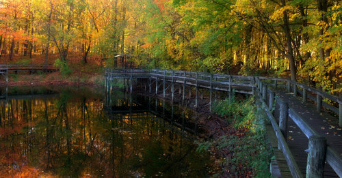 Pocket of Gold by photorip