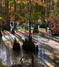 Everythingstarstuff: Ever Seen A Rainbow Swamp Before? Jeff Ripple, A Former Florida