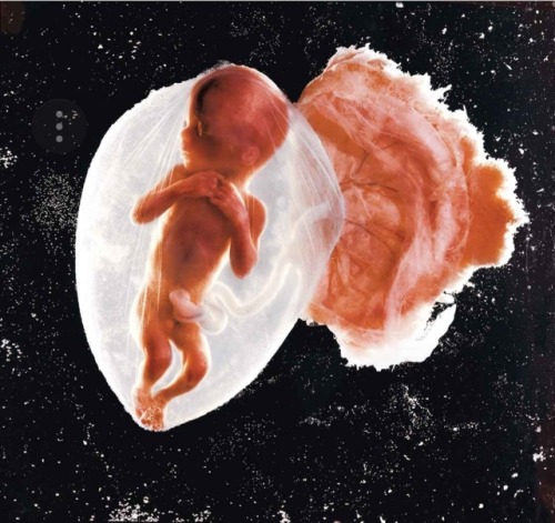 where-life-begins:Fetus, 18 weeksLennart Nilsson, 1965“In the accompanying story, LIFE explained tha