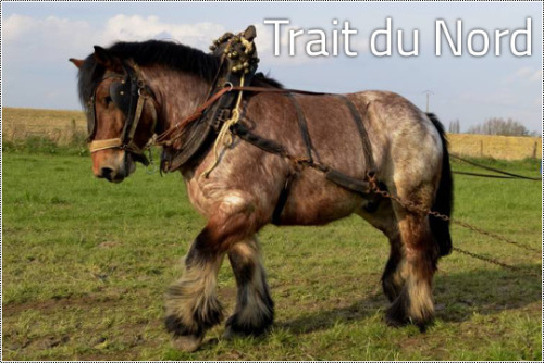 kimblewick:transperceneige:The 9 french draft horse breedsFrance, doing draught horses right