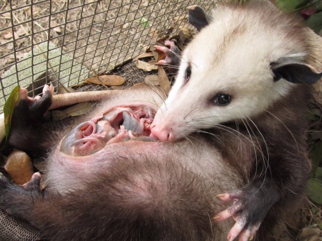 Remember yall - its spring! That means baby animals!If you see an opossum on the road theres a chance it may have babies in its pouch! Its always good to check just in case! #possums#opossums#babies#spring#PSA