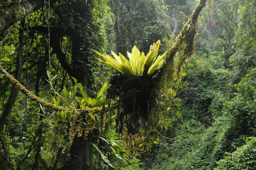 markscherz:  Madagascar’s rainforest epiphytes are incredible. These bird’s nest ferns are their own