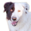 petsandothercuteanimals
