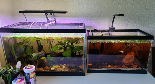 Just A Lil Tank Showcase. Various Sizes.