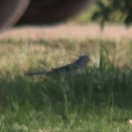 Porn photo oattoast:I tried holding my binoculars up