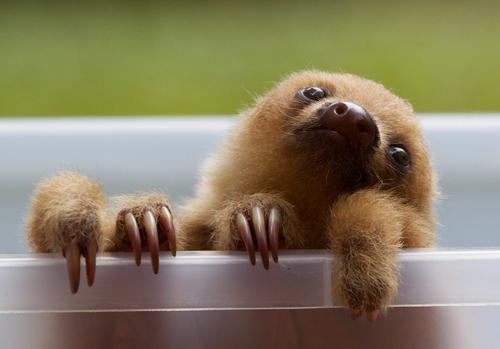 How much do you love this baby sloth photo? It’s one of our favorites.