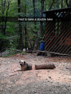 tastefullyoffensive: Log Dog (via hazardnipt)