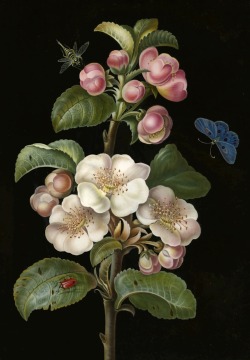 clawmarks:A sprig of Apple Blossom with various