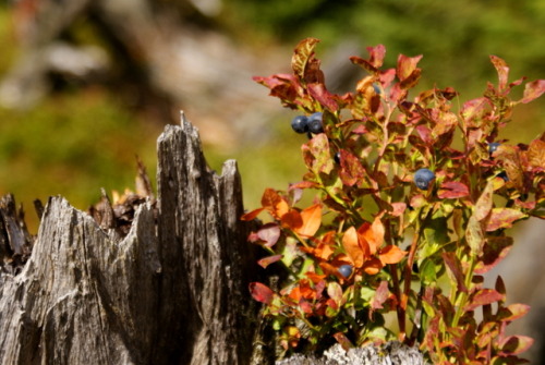 tamersa: Fungus and Plants of Karkonosze